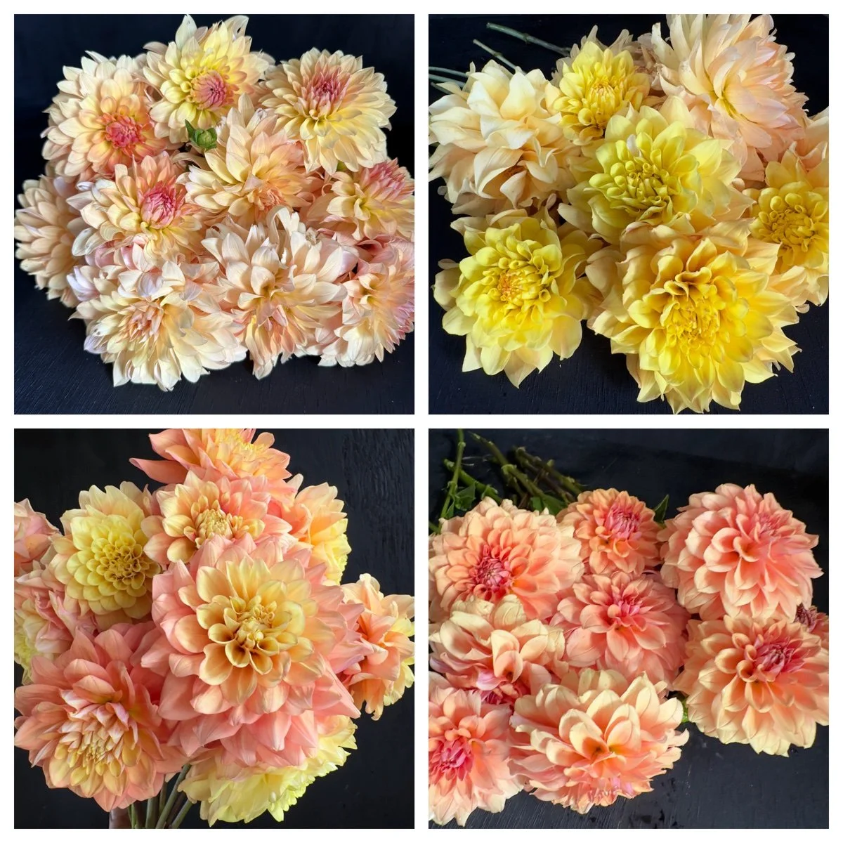 Dahliaページ Grand Madras Dahlia Tuber Collection — GOLDENROD GARDENS